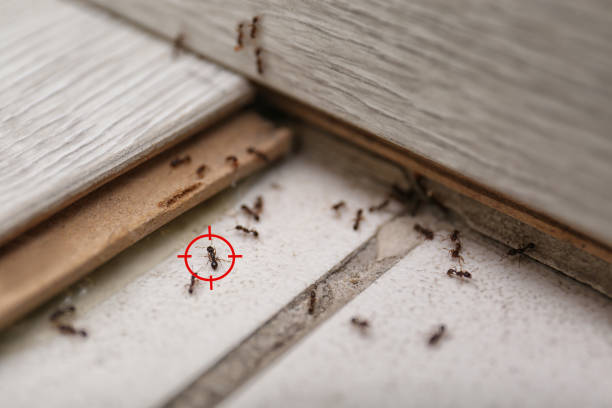 Best Ant Control Services  in Warrensburg, MO