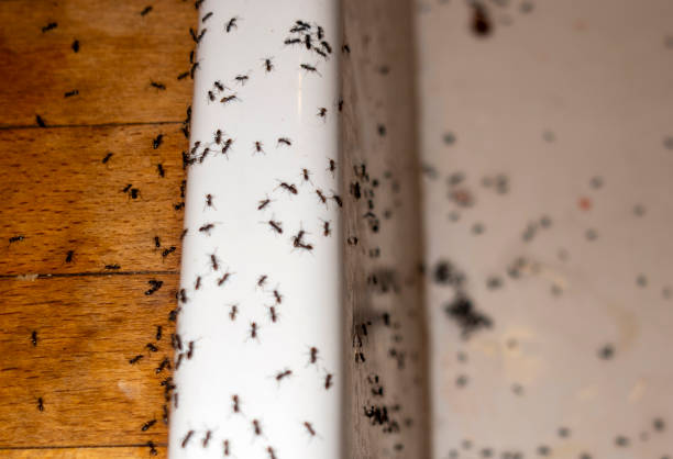 Best Termite Control Services  in Warrensburg, MO