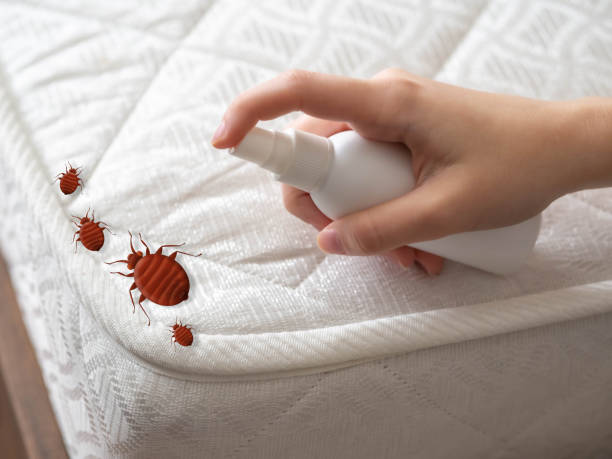 Best Wasp Removal Services  in Warrensburg, MO